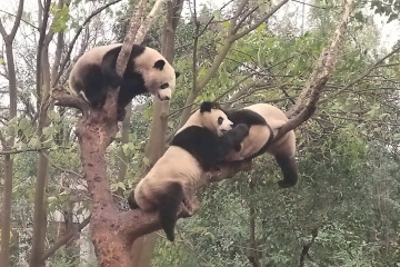 Wolong Nature Reserve