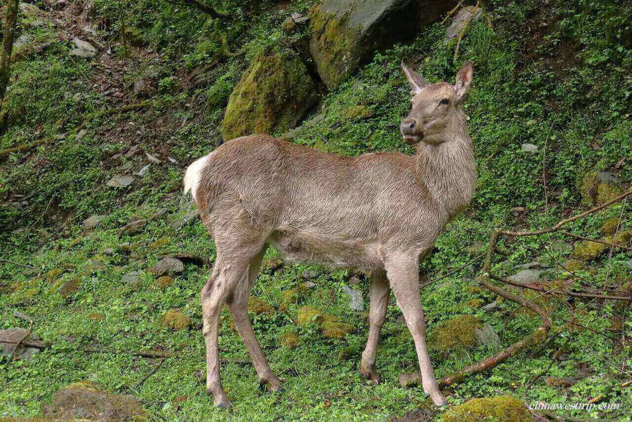 Sambar Deer