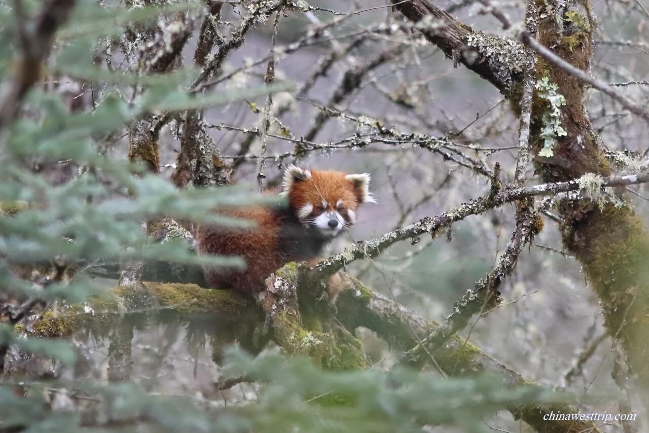 Wild Red Panda