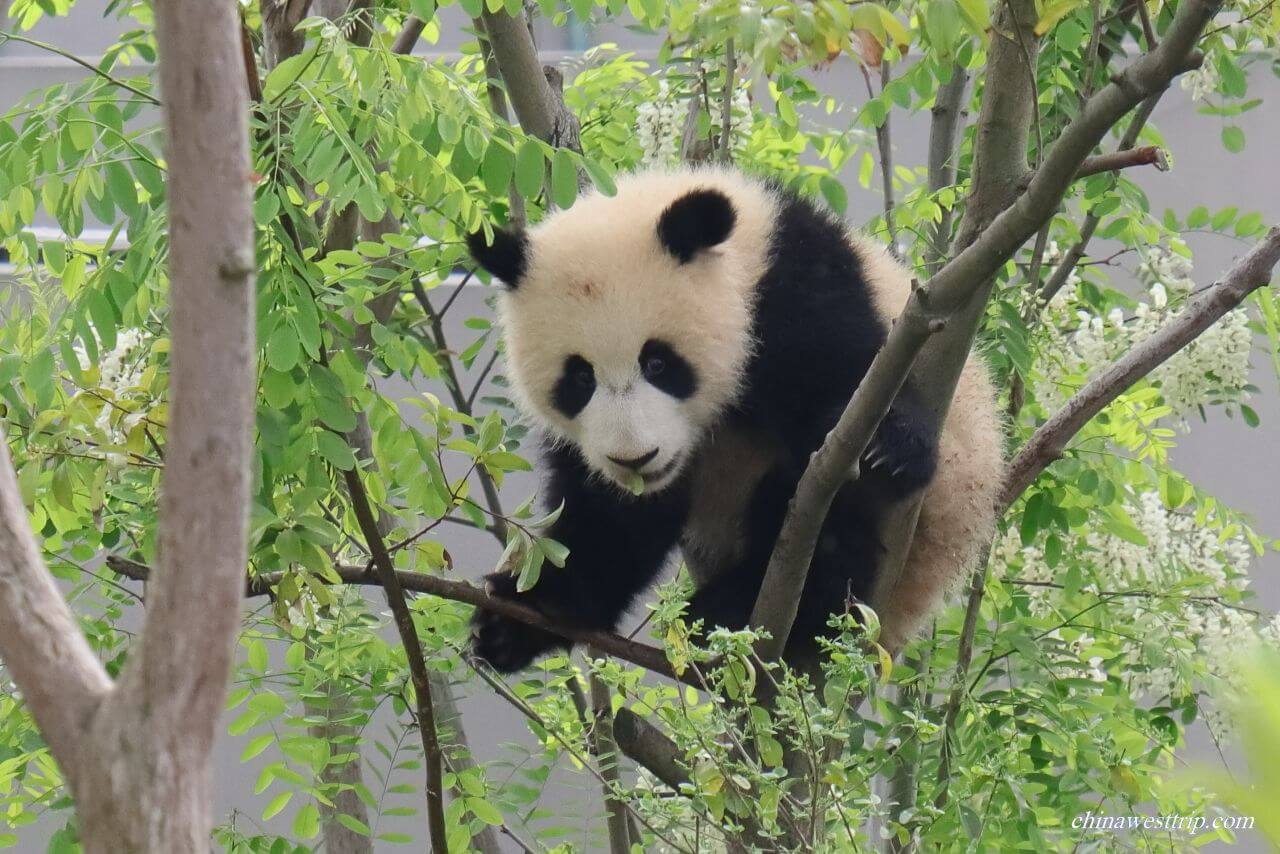 Panda Park